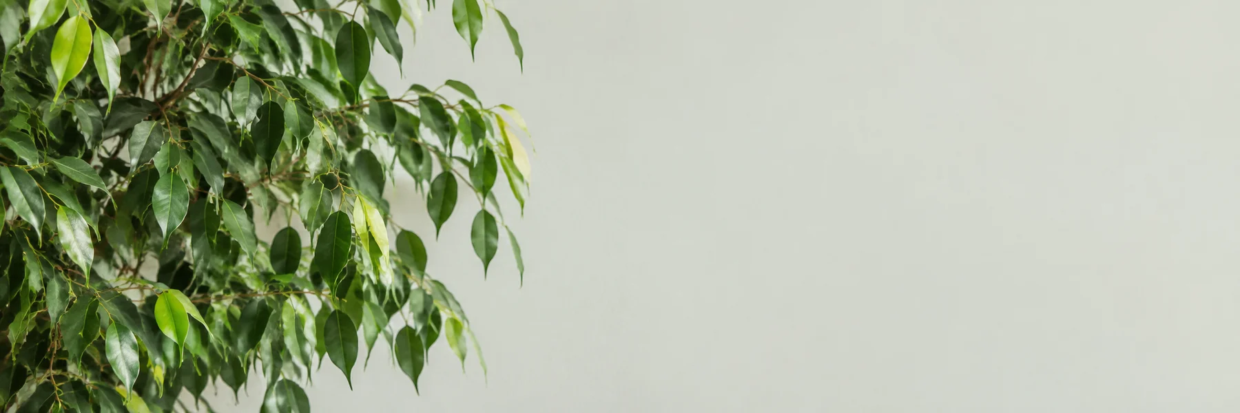 Sunlit green leaves
