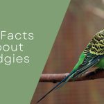 100 Facts About Budgies