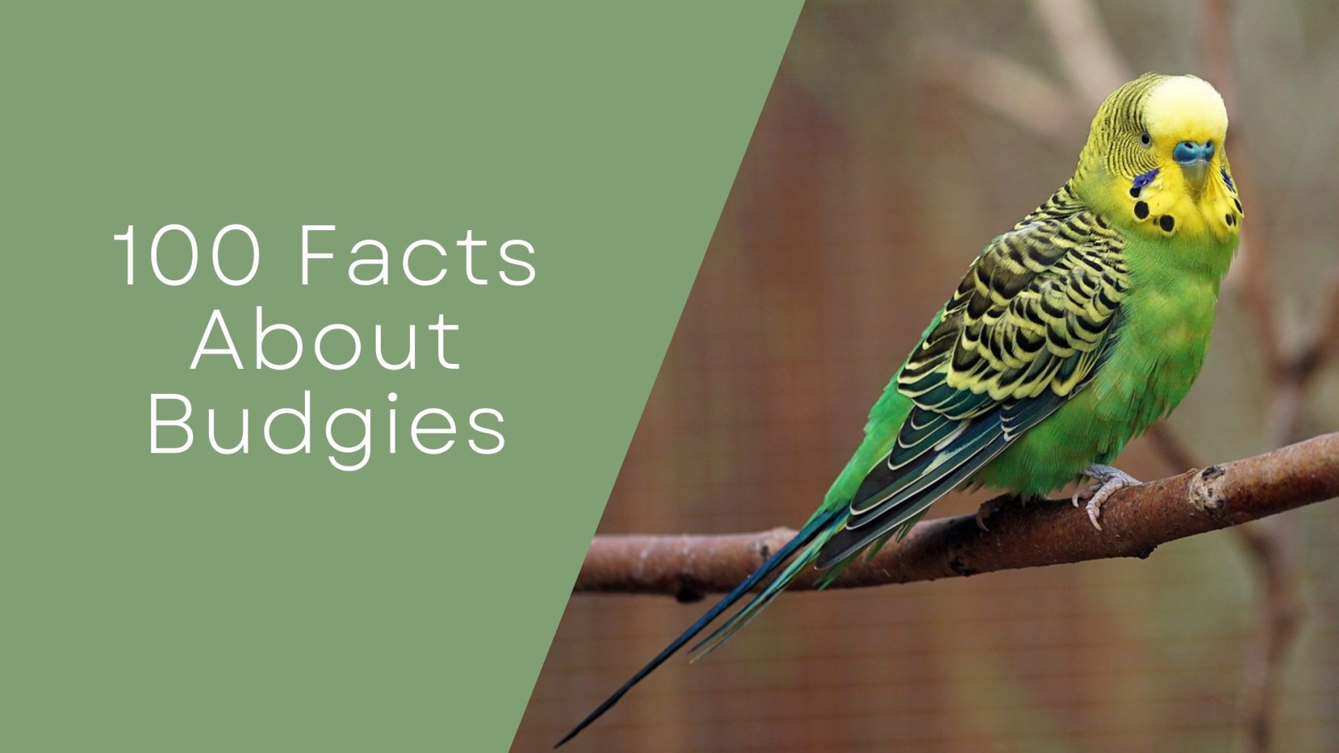 100 Facts About Budgies