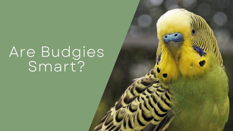 Are Budgies Smart?