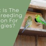 Best Breeding season for budgies