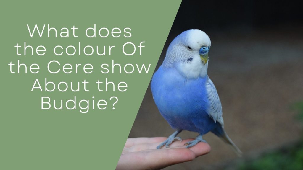 budgie's cere