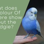 budgie's cere
