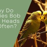 Budgie's bobbing head