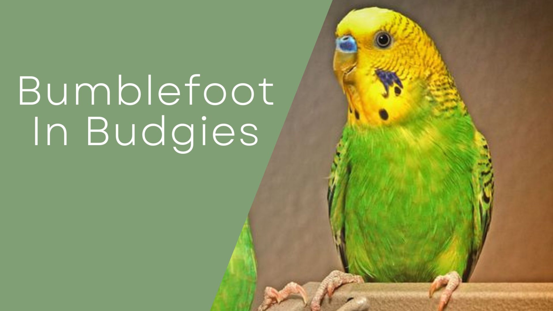 Bumblefoot In Budgies