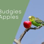 Can Budgies Eat Apples