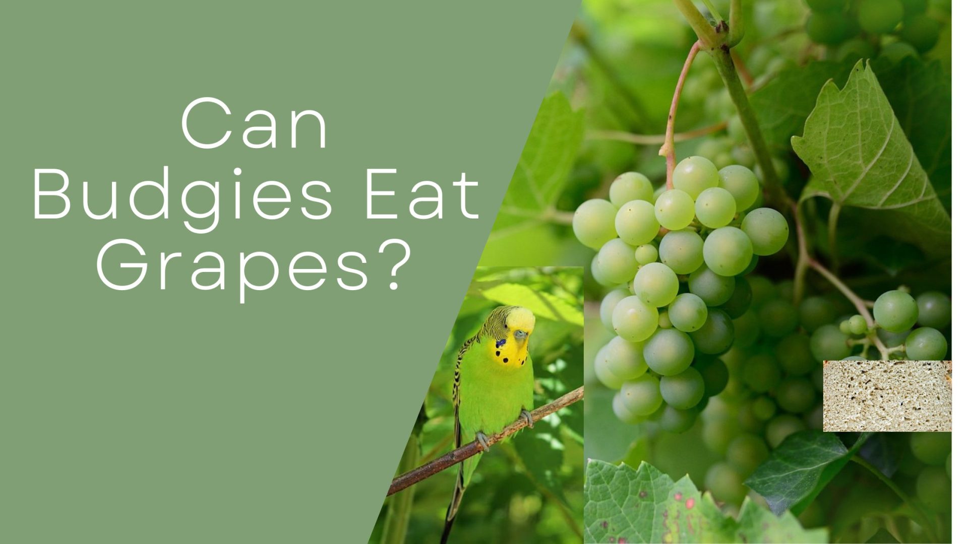 Can Budgies Eat Grapes