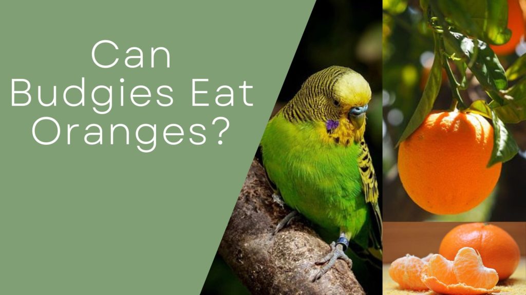 can budgies eat oranges?