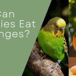 can budgies eat oranges?