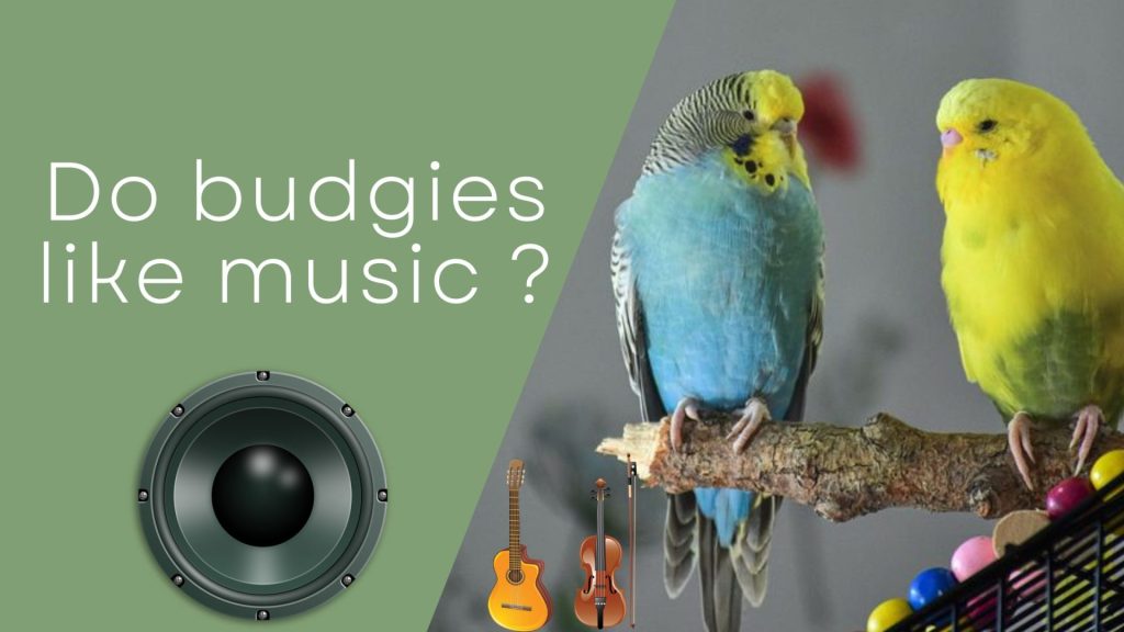 Do budgies like music