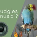 Do budgies like music