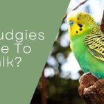 Do budgies talk