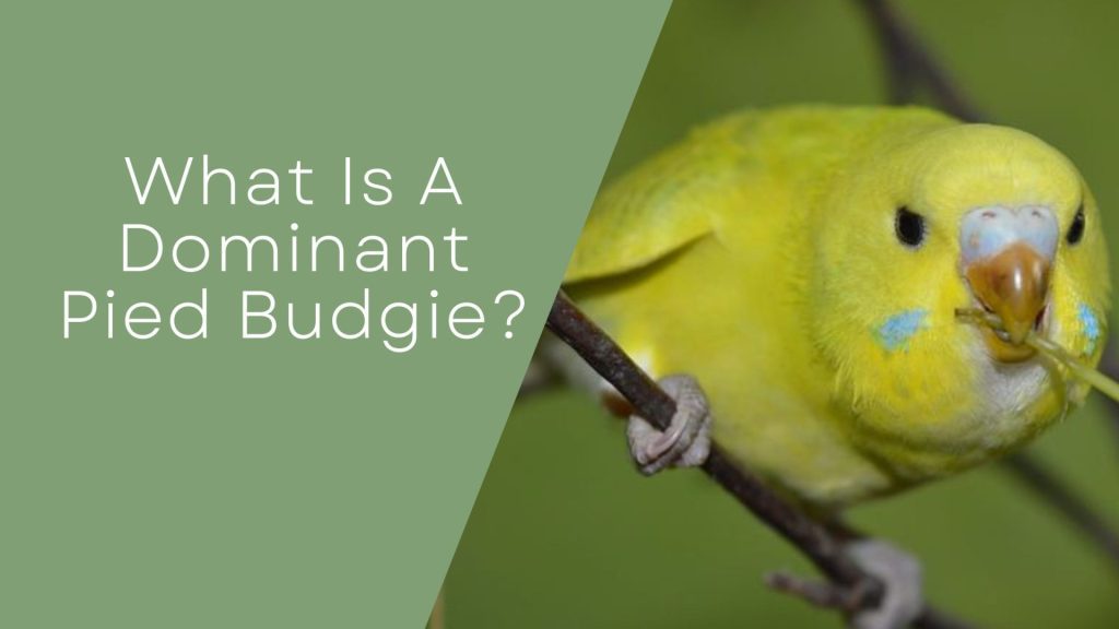 Dominant Pied Budgie