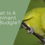 Dominant Pied Budgie