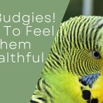 Fat Budgies