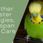 Feather Duster Budgies