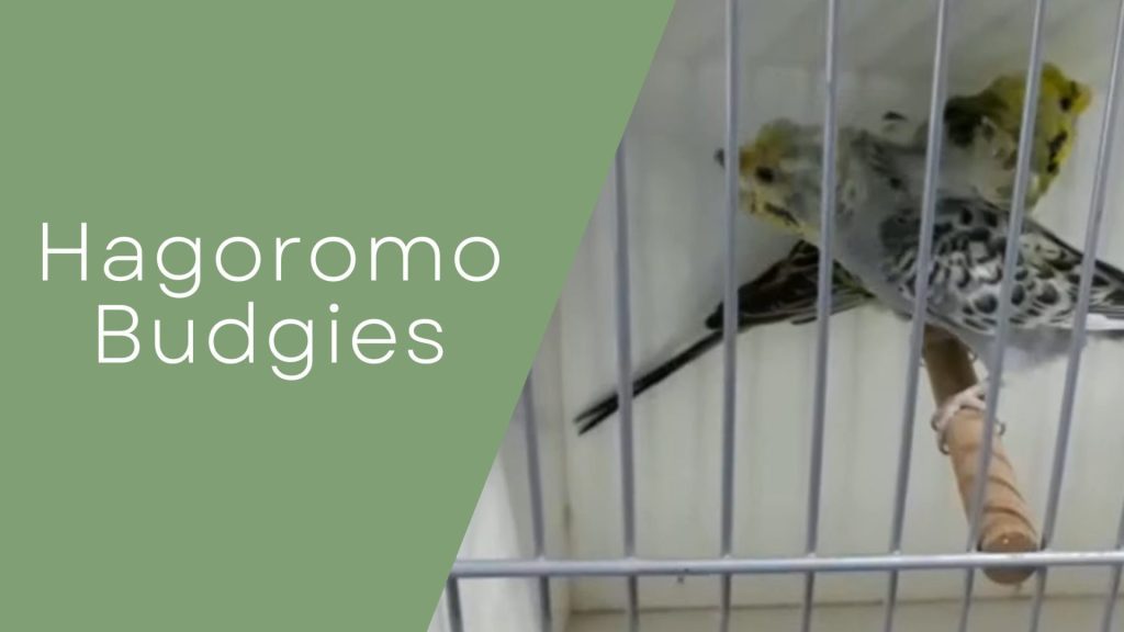 Hagoromo Budgies