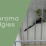 Hagoromo Budgies