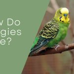 How Do Budgies Die