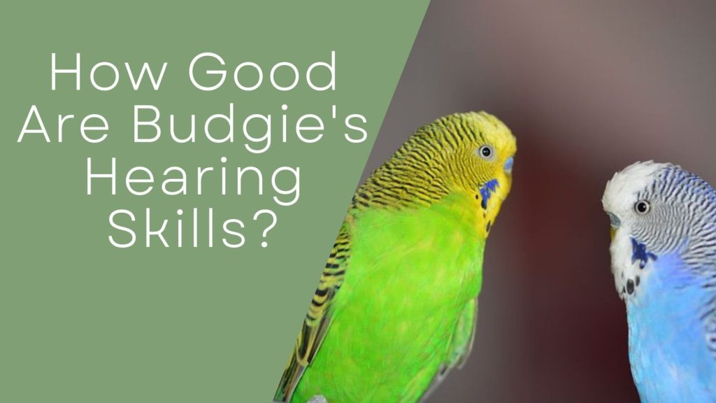 budgies ears