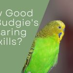 budgies ears