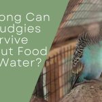 How Long Can My Budgies Survive Without Food And Water