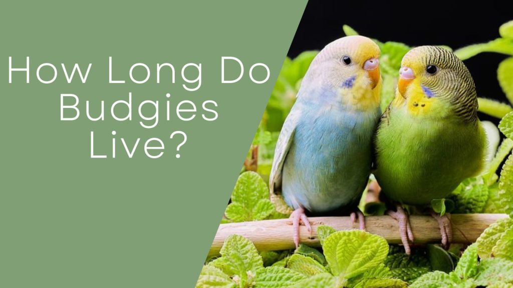 How Long Do Budgies Live