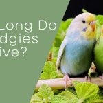 How Long Do Budgies Live