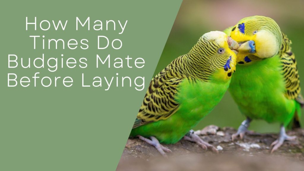 How Many Times Do Budgies Mate Before Laying