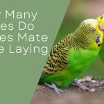 How Many Times Do Budgies Mate Before Laying
