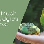 How Much Do Budgies Cost