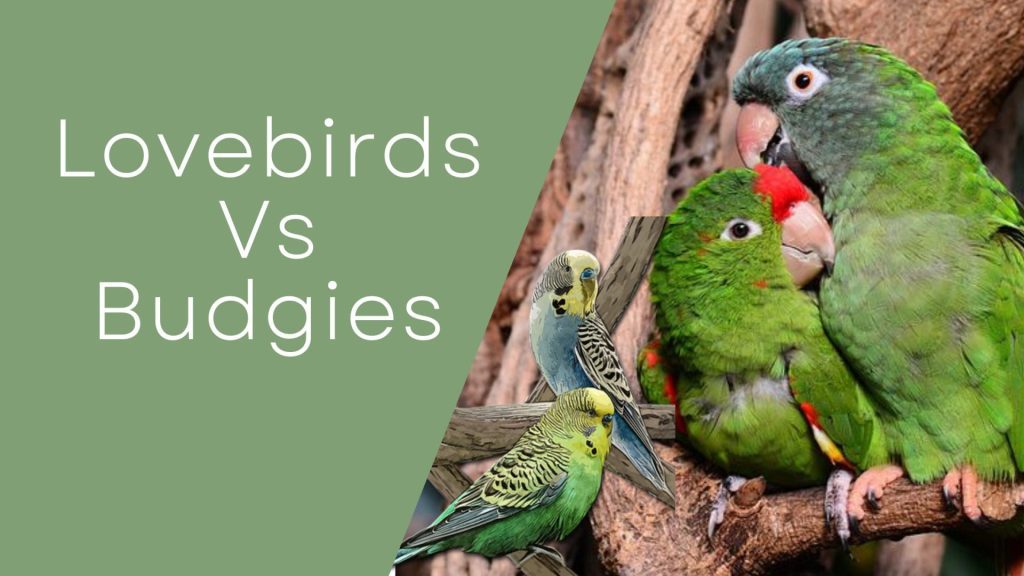 Lovebirds Vs Budgies
