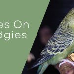 Mites On Budgies