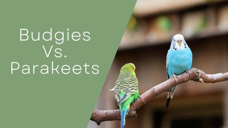 Parakeet vs. Budgie