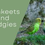 Parakeets And Budgies