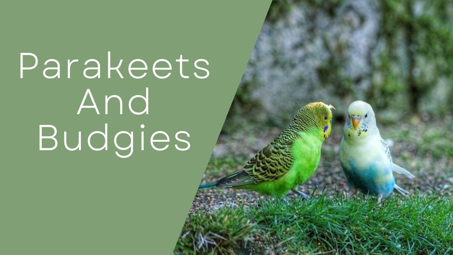 Parakeets And Budgies
