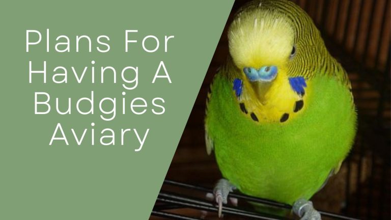 Budgies aviaries