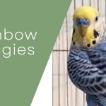 Rainbow Budgies