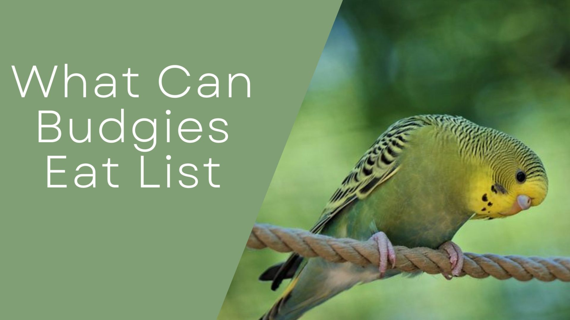 What Can Budgies Eat List