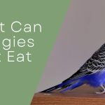 What Can Budgies Not Eat