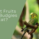 What Fruits Can Budgies Eat