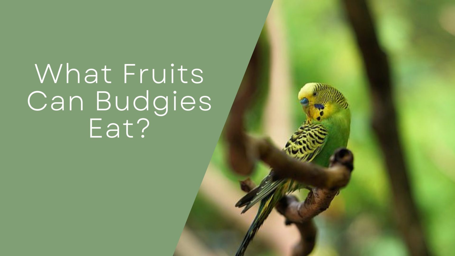 What Fruits Can Budgies Eat