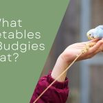 What Vegetables Can Budgies Eat