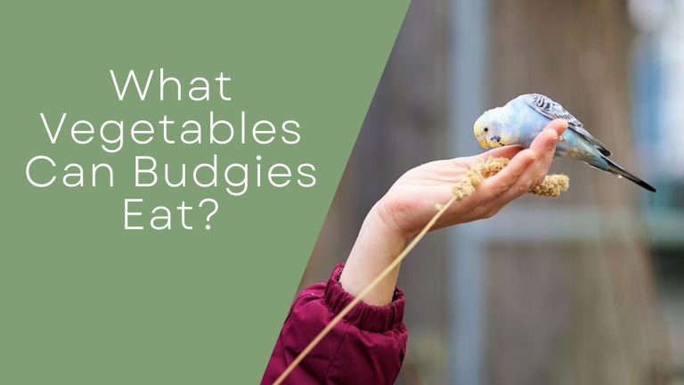 What Vegetables Can Budgies Eat