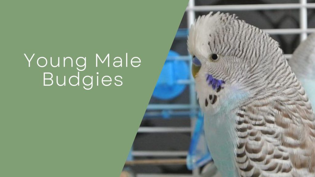 Young Male Budgies