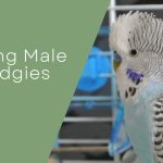 Young Male Budgies