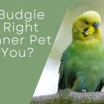 are budges good pets