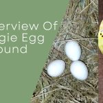 budgie egg bound