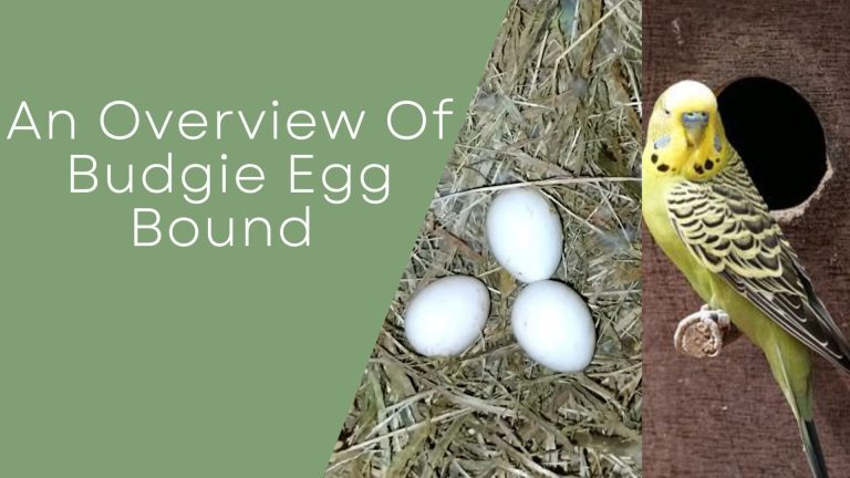 budgie egg bound