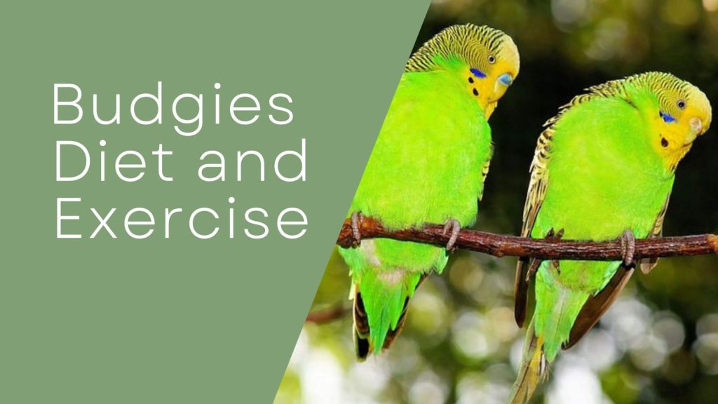 budgie's diet